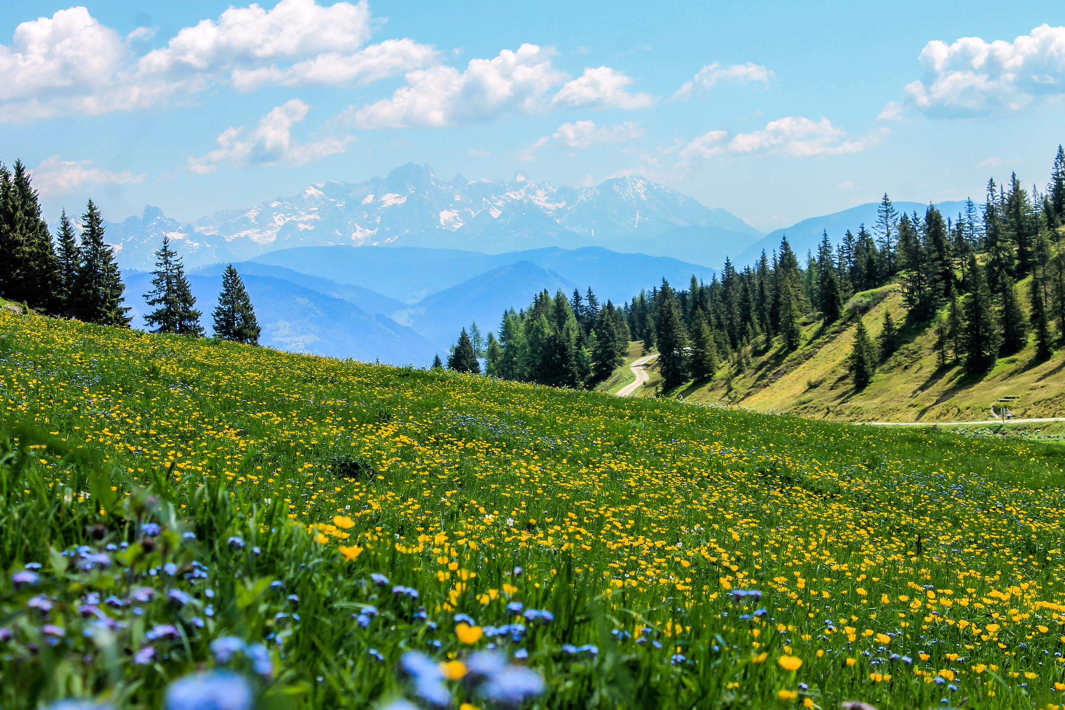 Yellow Flower Meadow